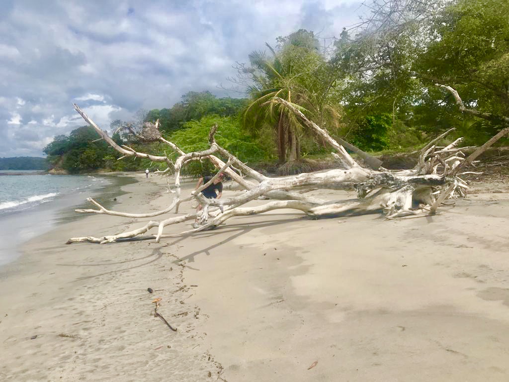 Driftwood beach at Esperanza
